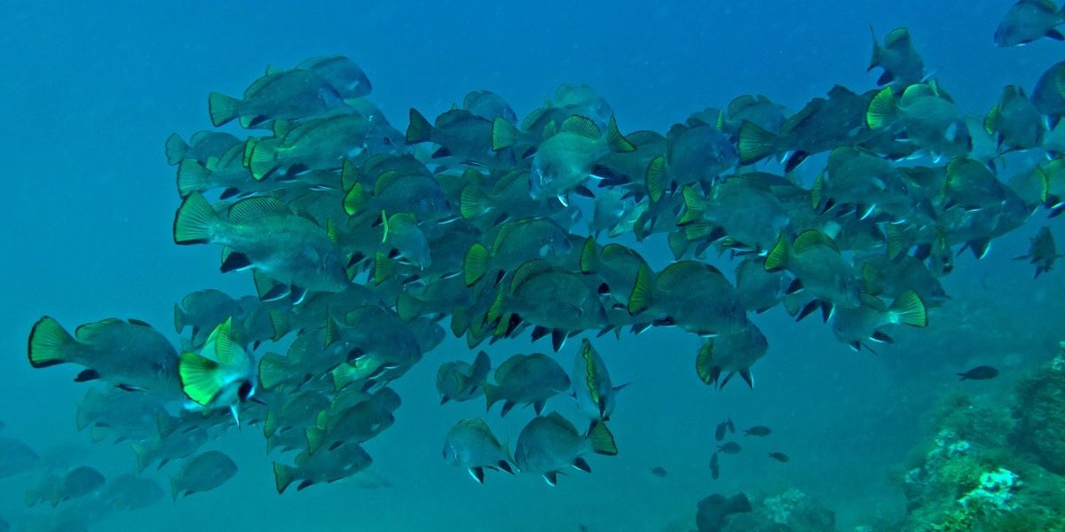 Shoal of brown meagre in the Miramare Marine Protected Area