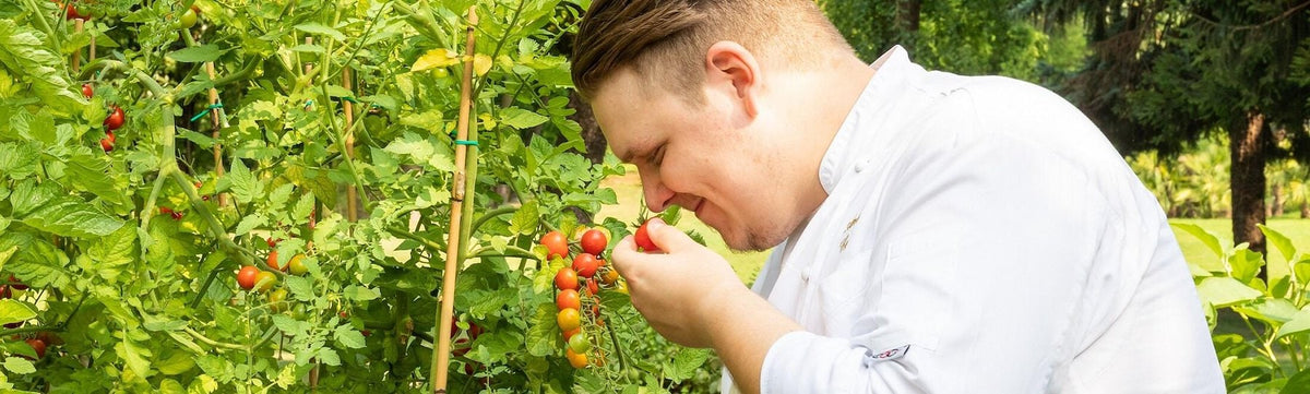 The chef picking tomatoes in the garden at Kitchen