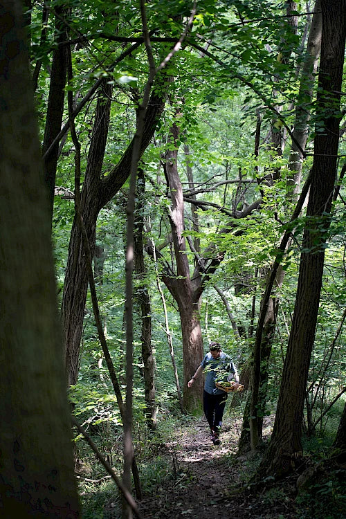 Foraging for wild ingredients for the kitchen of Feel Como