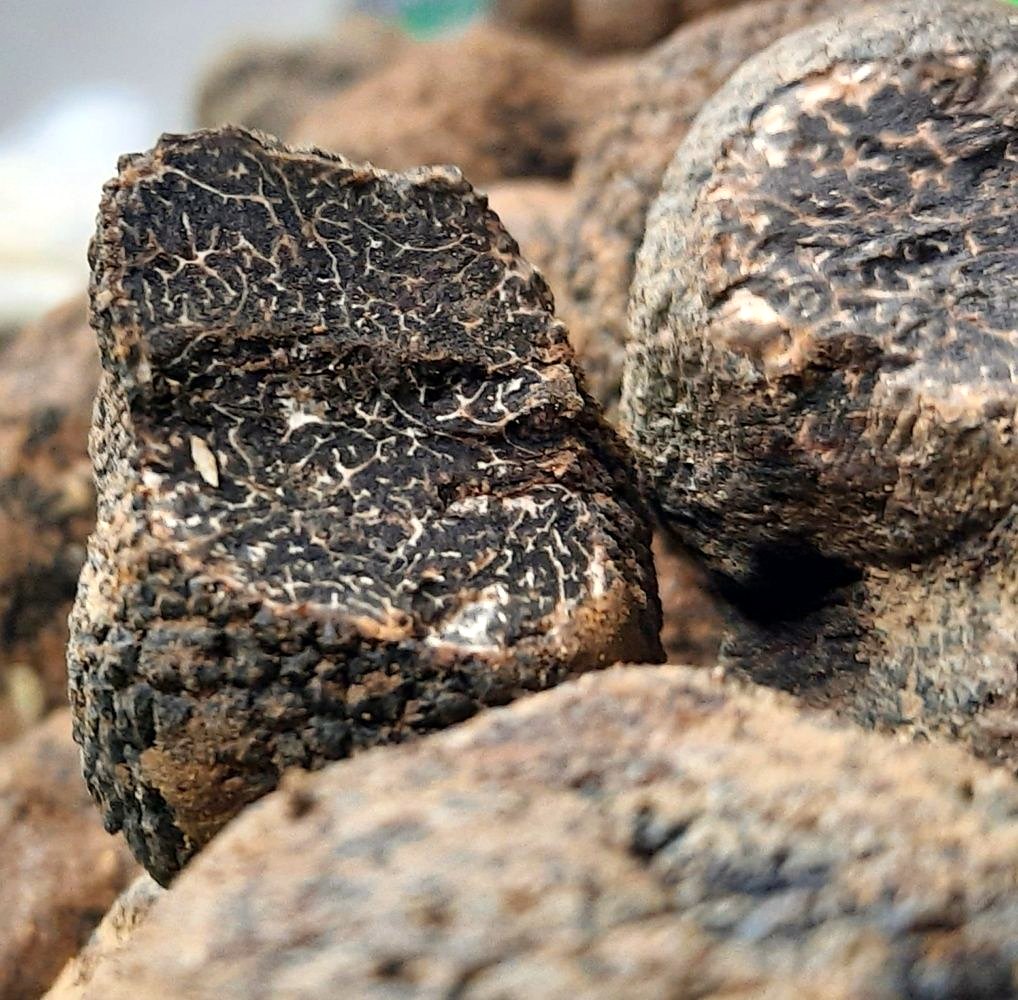 Fresh black truffles at Osteria Toscanella