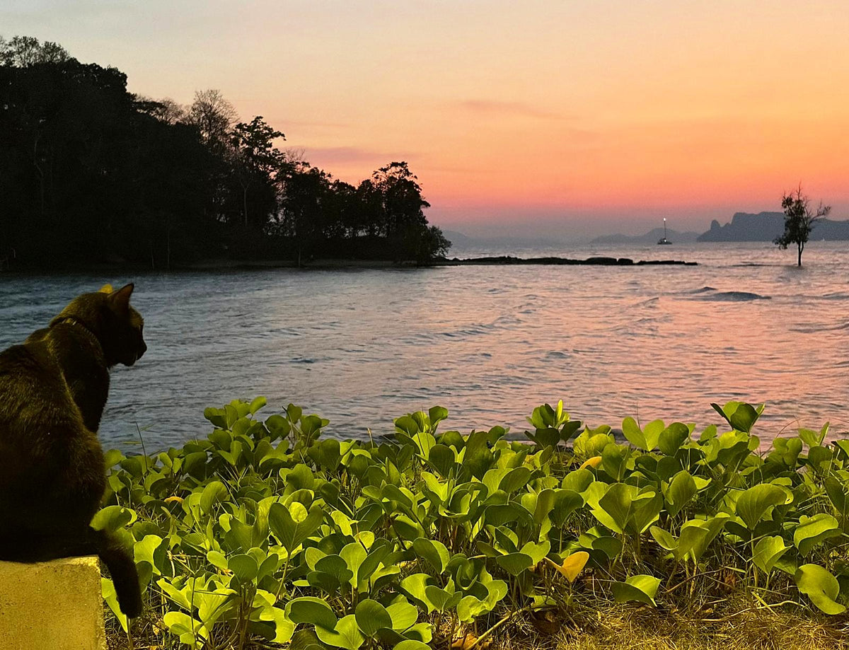 A cat watching the sunset over a quiet bay on the Krabi coast