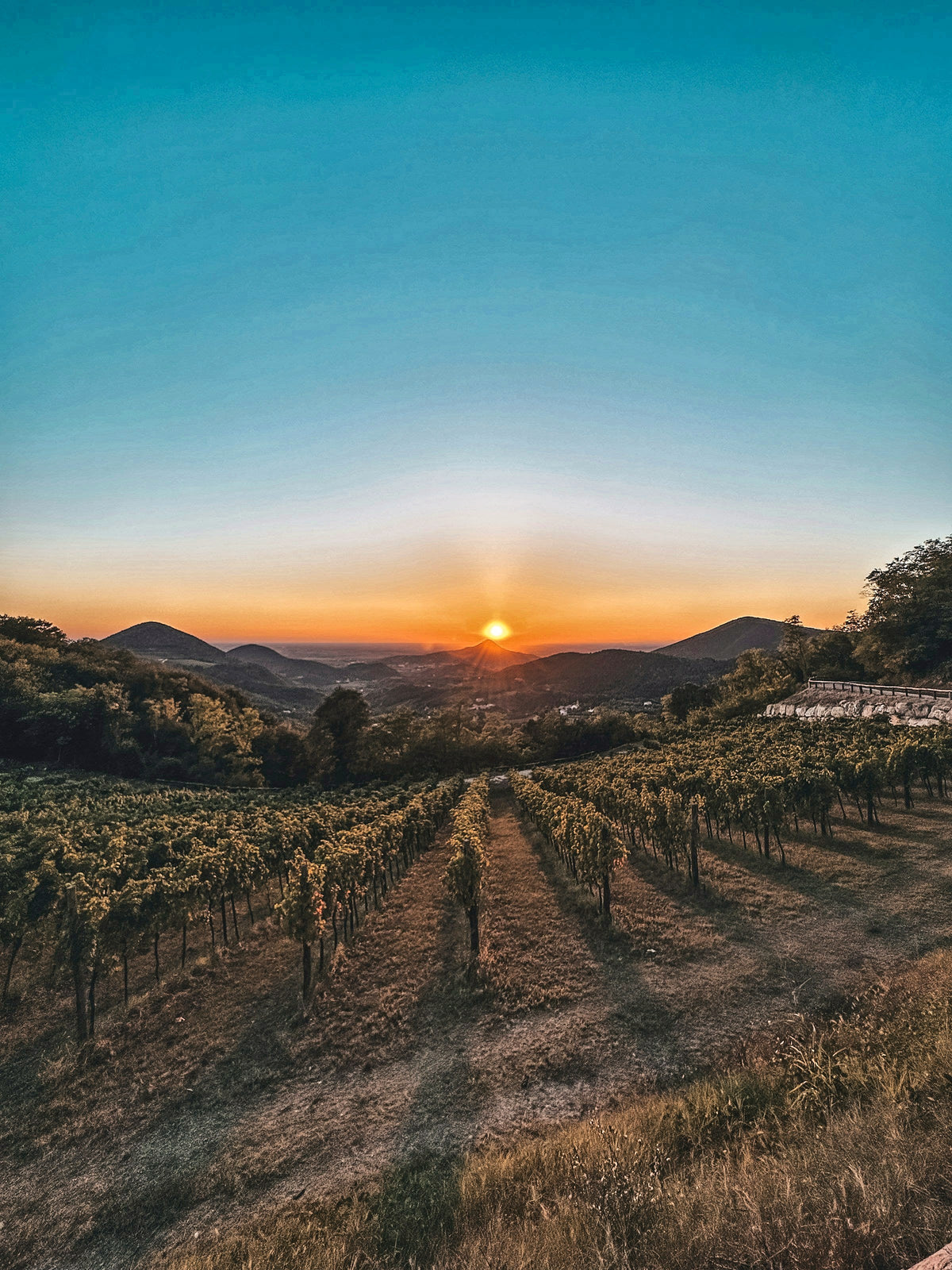 Sunset over a vineyard at Cinto Euganeo