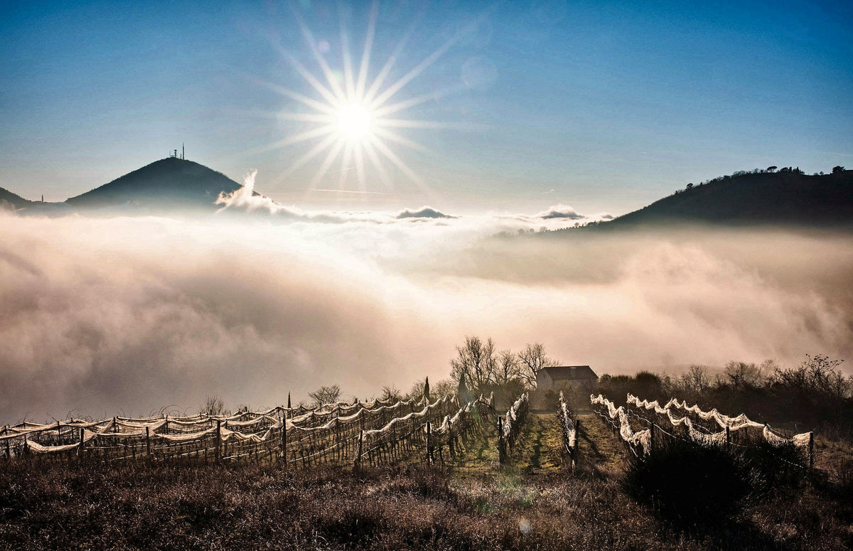 Sun above the fog and vineyards of the Euganean Hills