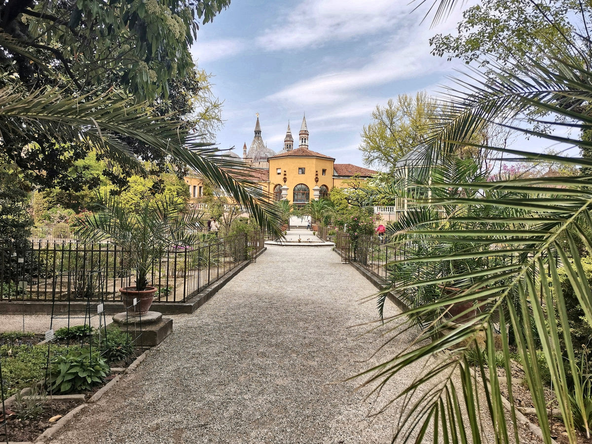 A palm-lined path in the Orto Botanico, the world's oldest university botanical garden