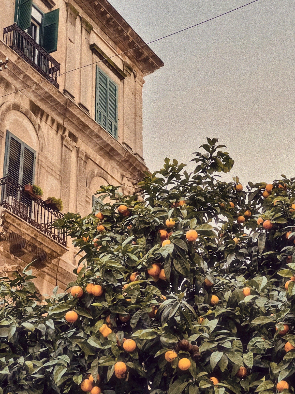 An orange tree heavy with fruit below a balcony