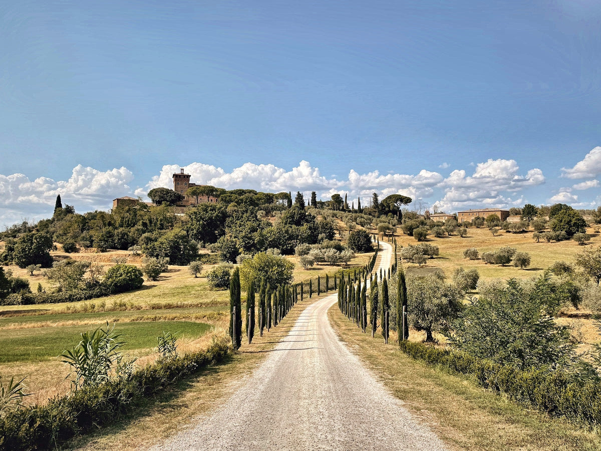 Cypress road to Palazzo Massaini near Pienza