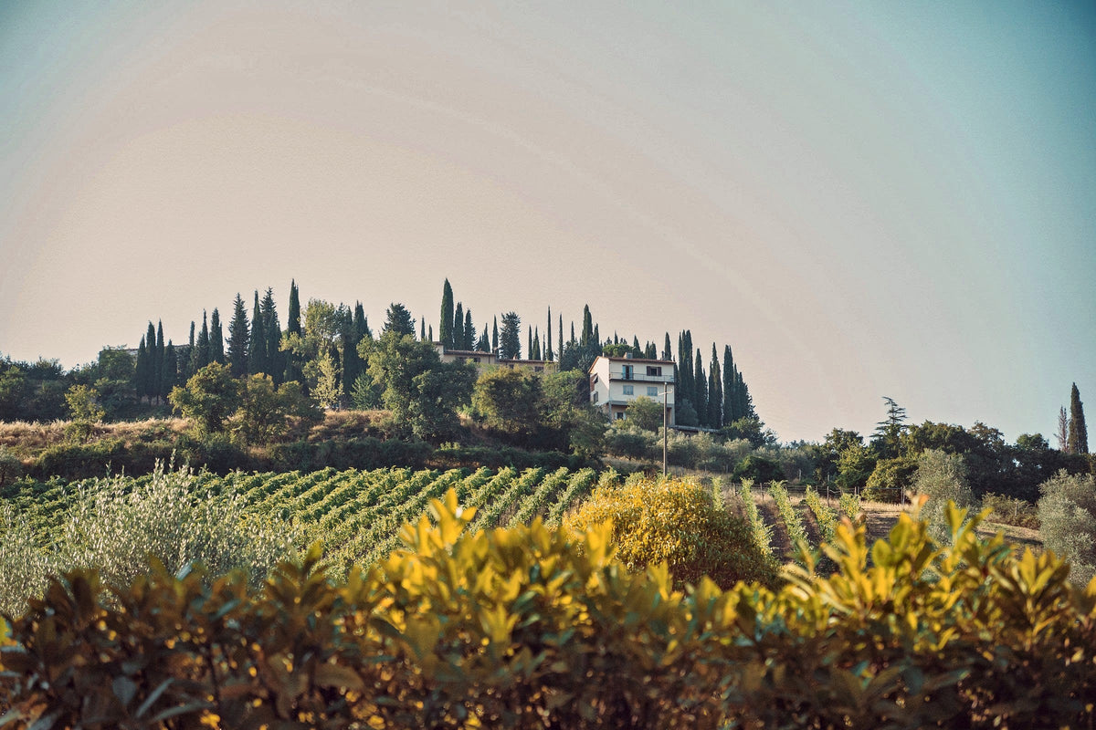 Vineyards and cypresses near Radda in Chianti
