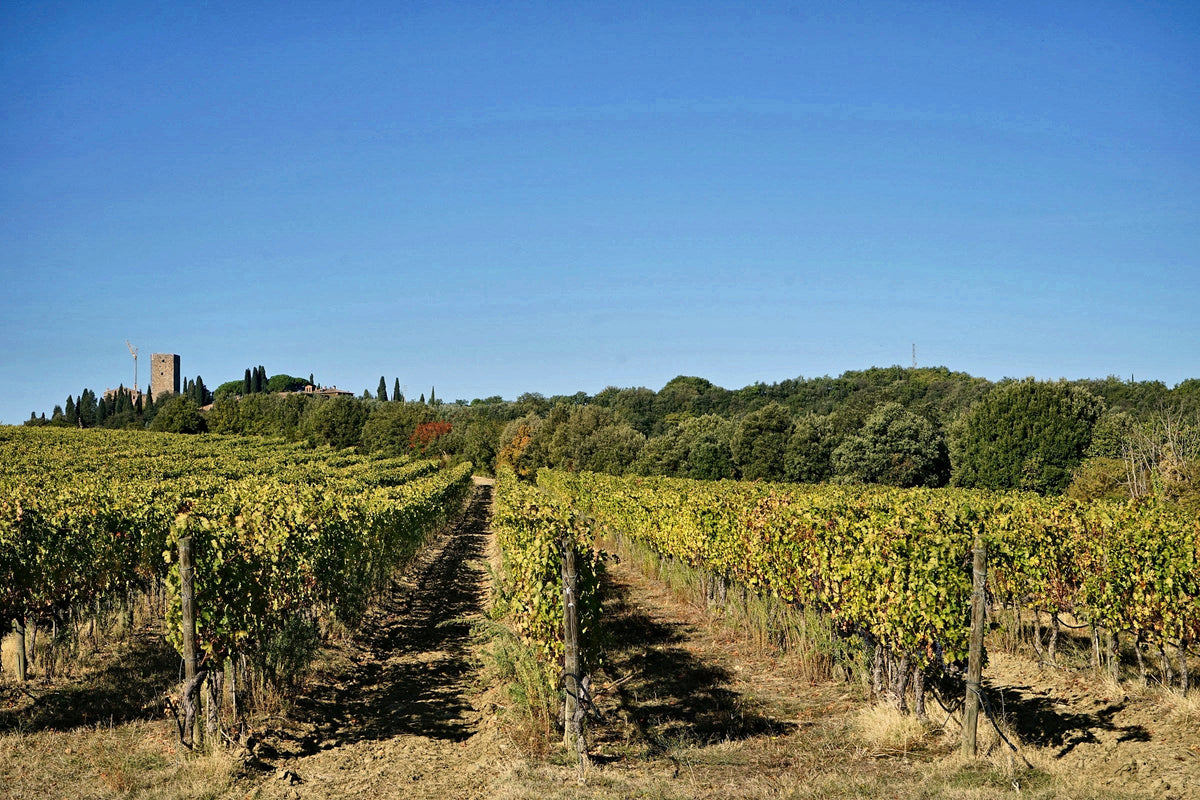 Autumn vines at Argiano near Montalcino