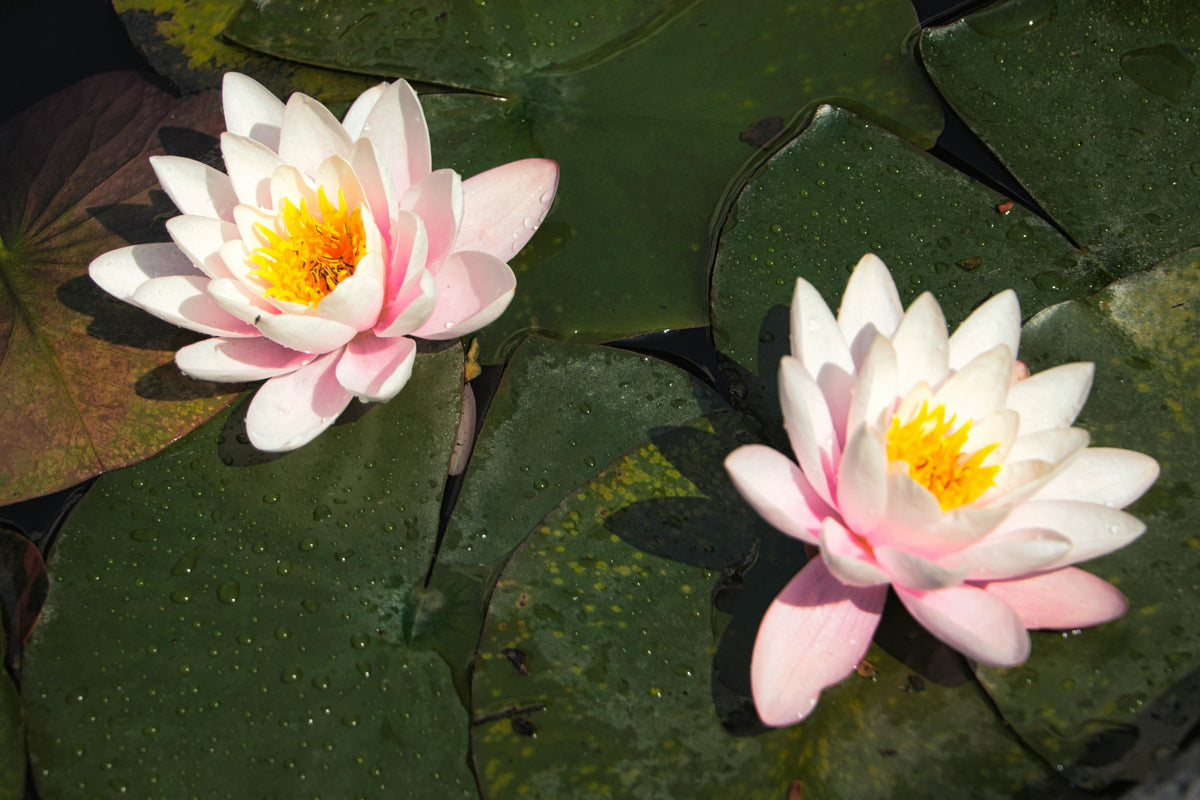 Waterlilies in Villa Carlotta's botanical garden at Tremezzo