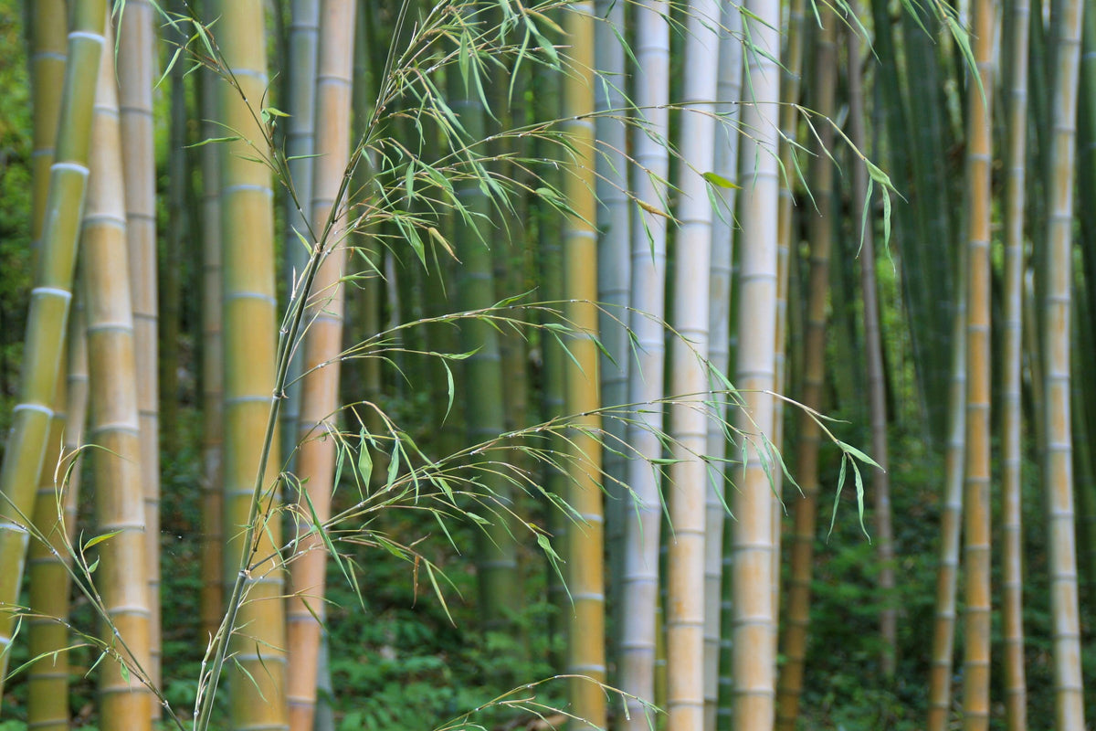 Bamboo canes in the gardens of Villa Carlotta