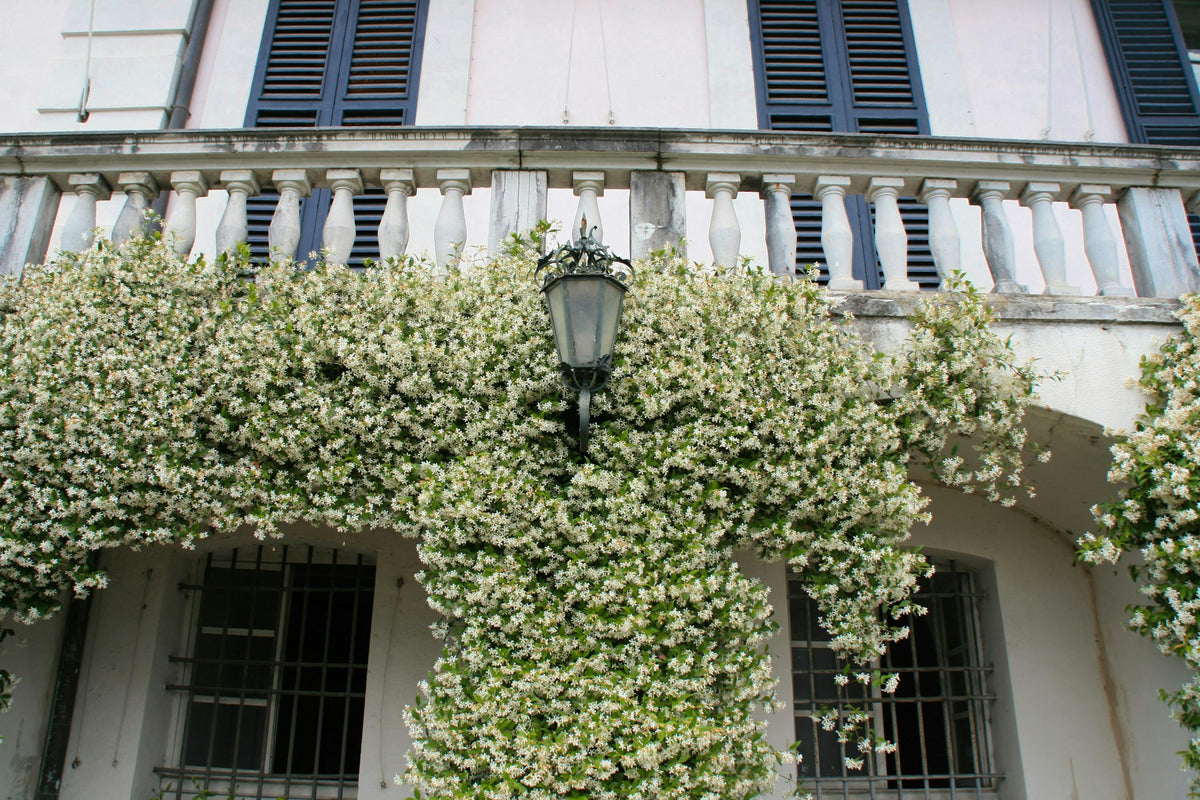 Villa Carlotta framed by its garden trees