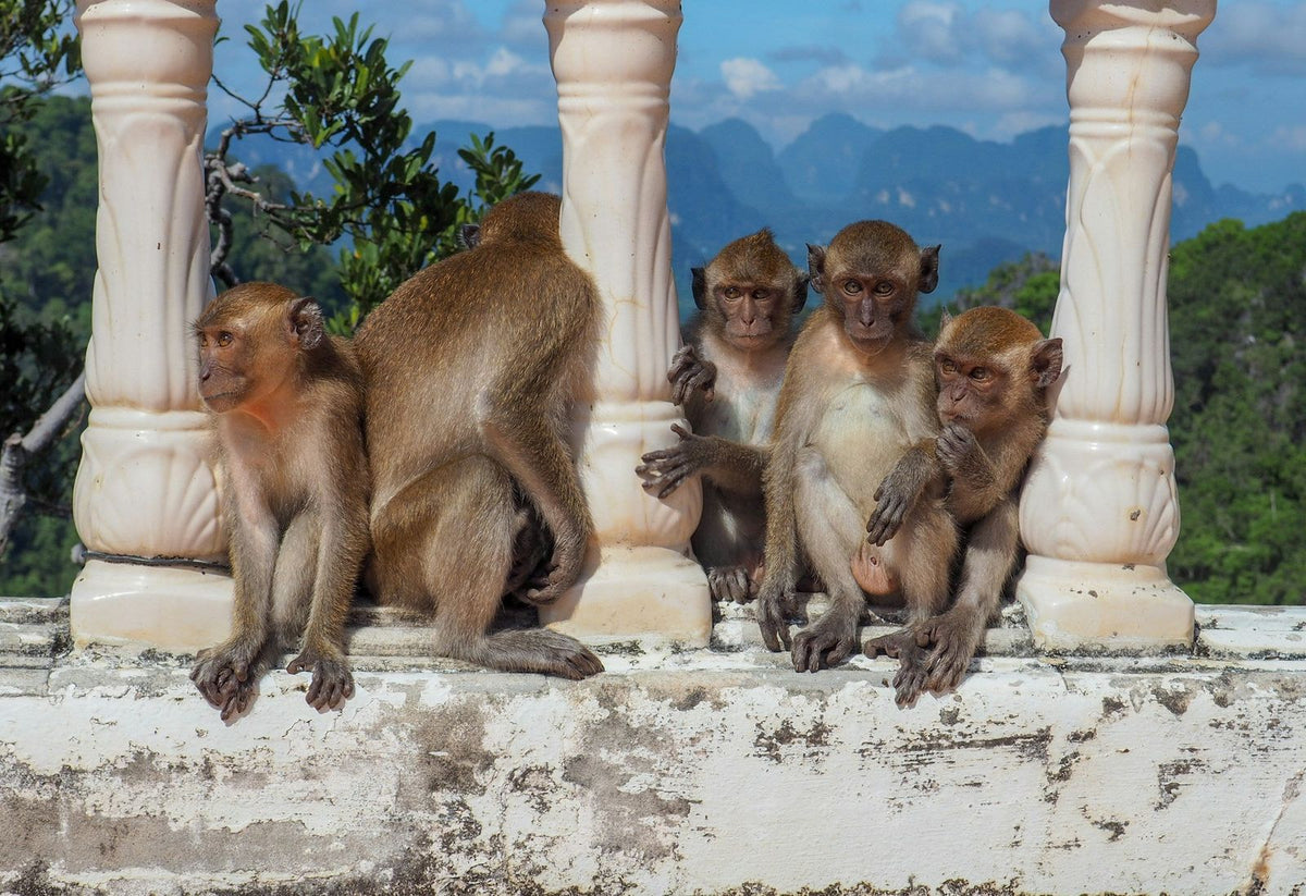 Macaques on a balustrade at Tiger Cave Temple