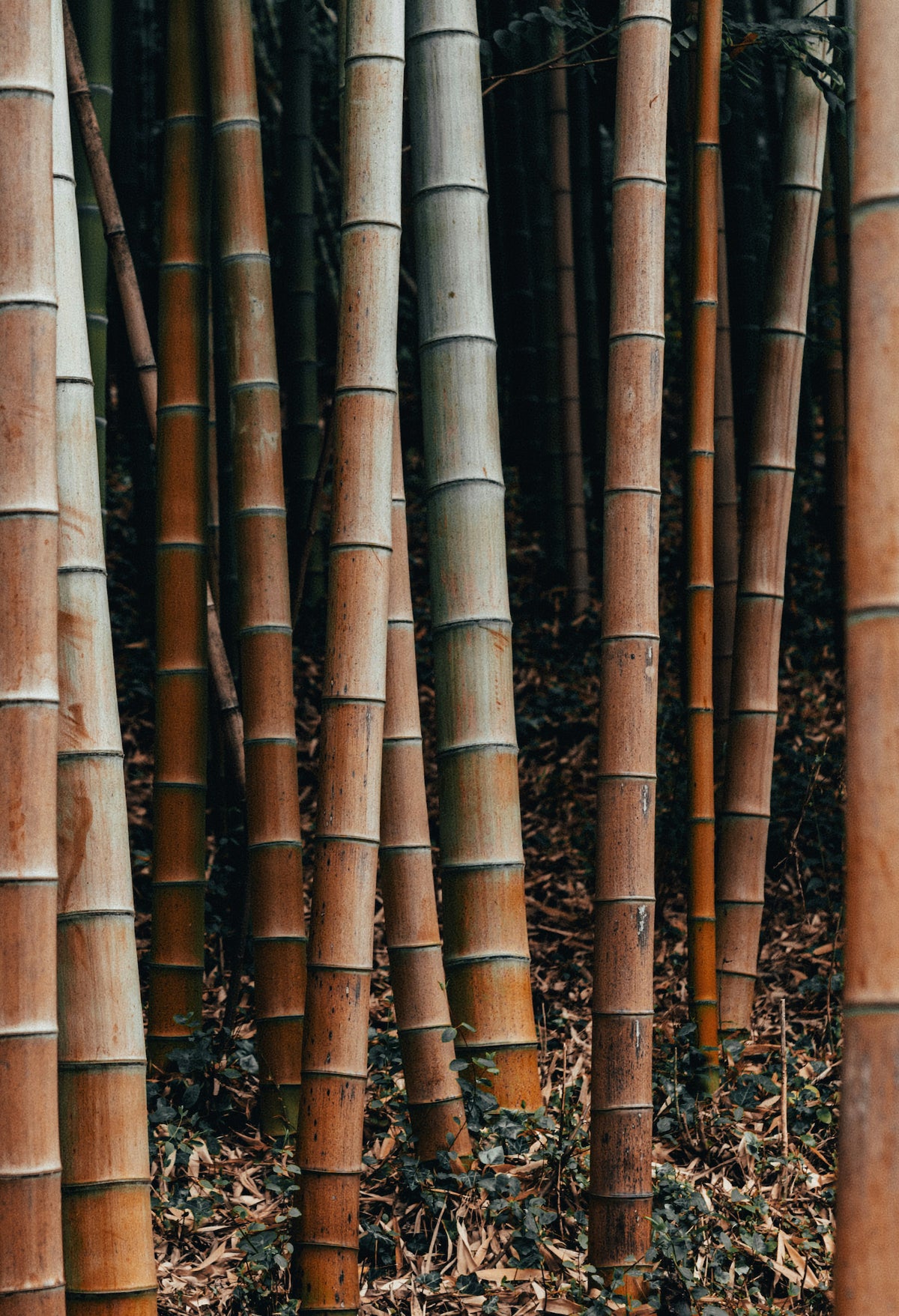 The bamboo grove in the botanical garden at Tremezzo