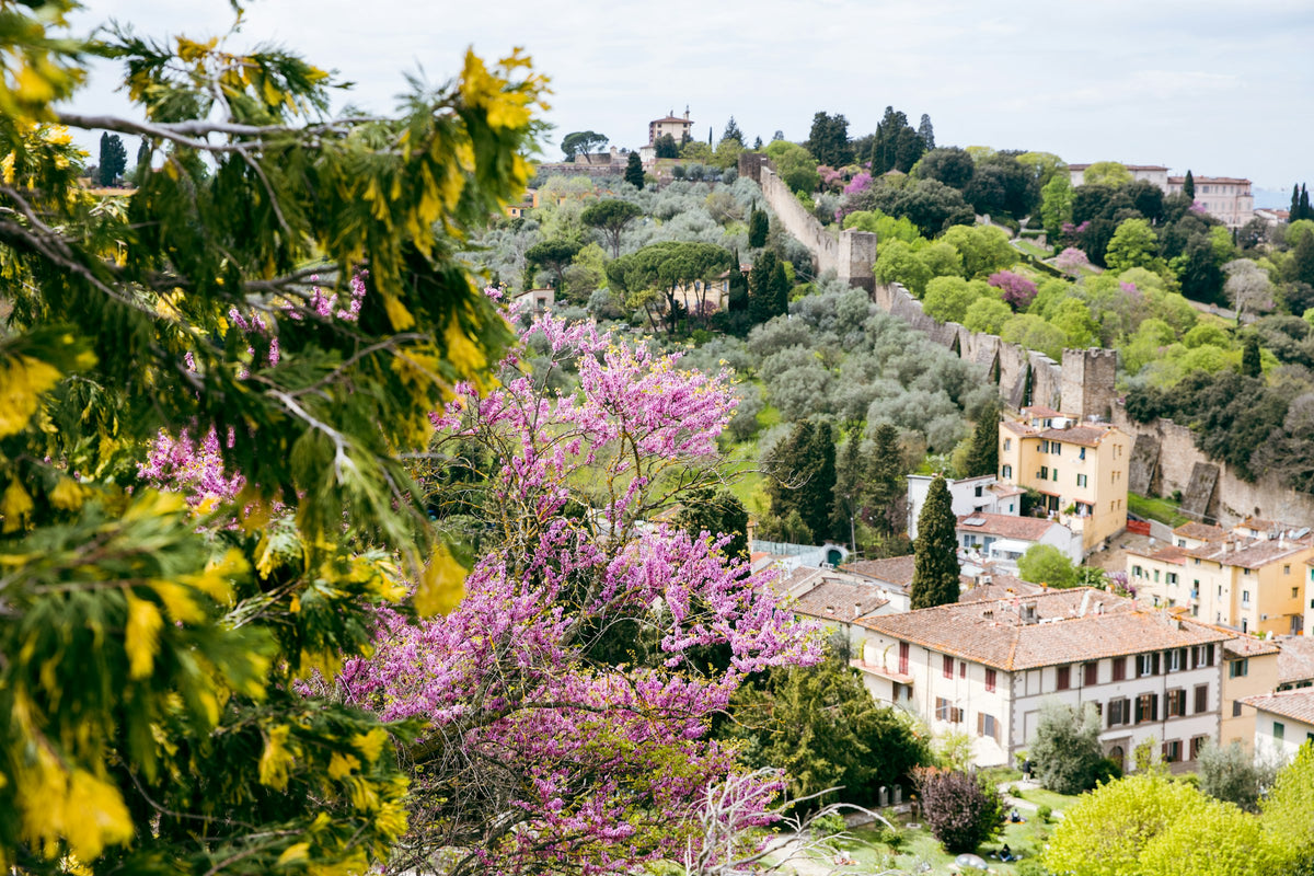 Spring blossom on the Oltrarno hillside below the old city walls