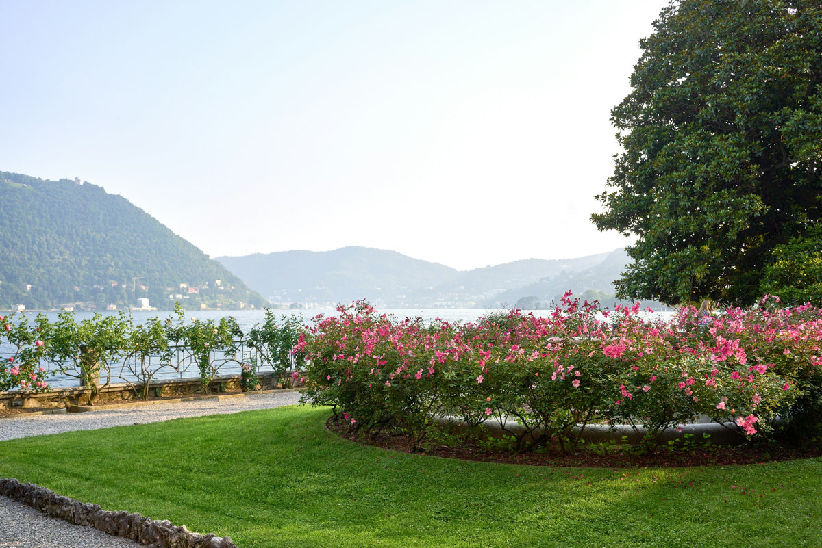 Roses framing the lake view from Villa Pizzo, Cernobbio