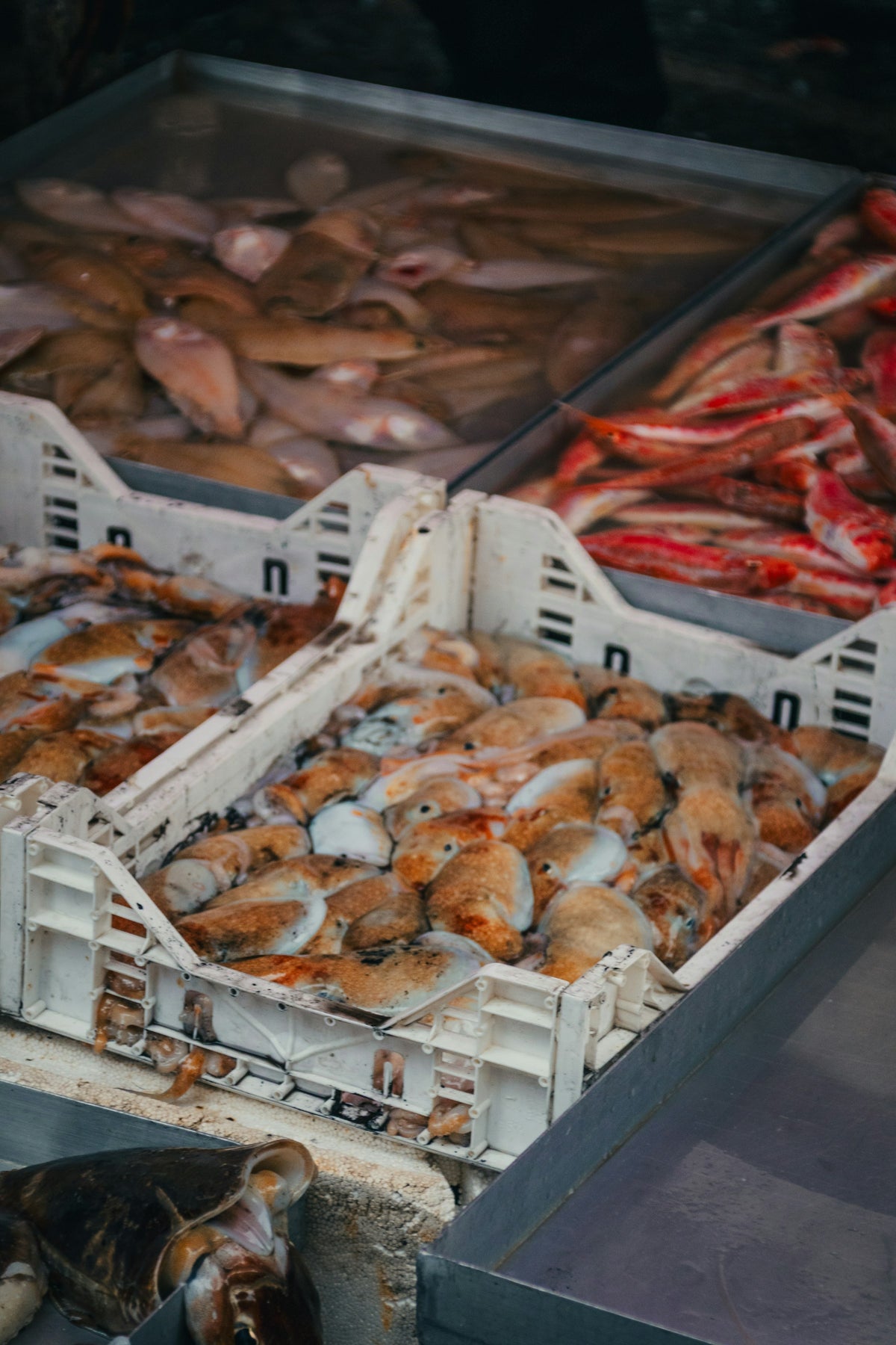 Clams, red mullet and squid in market crates
