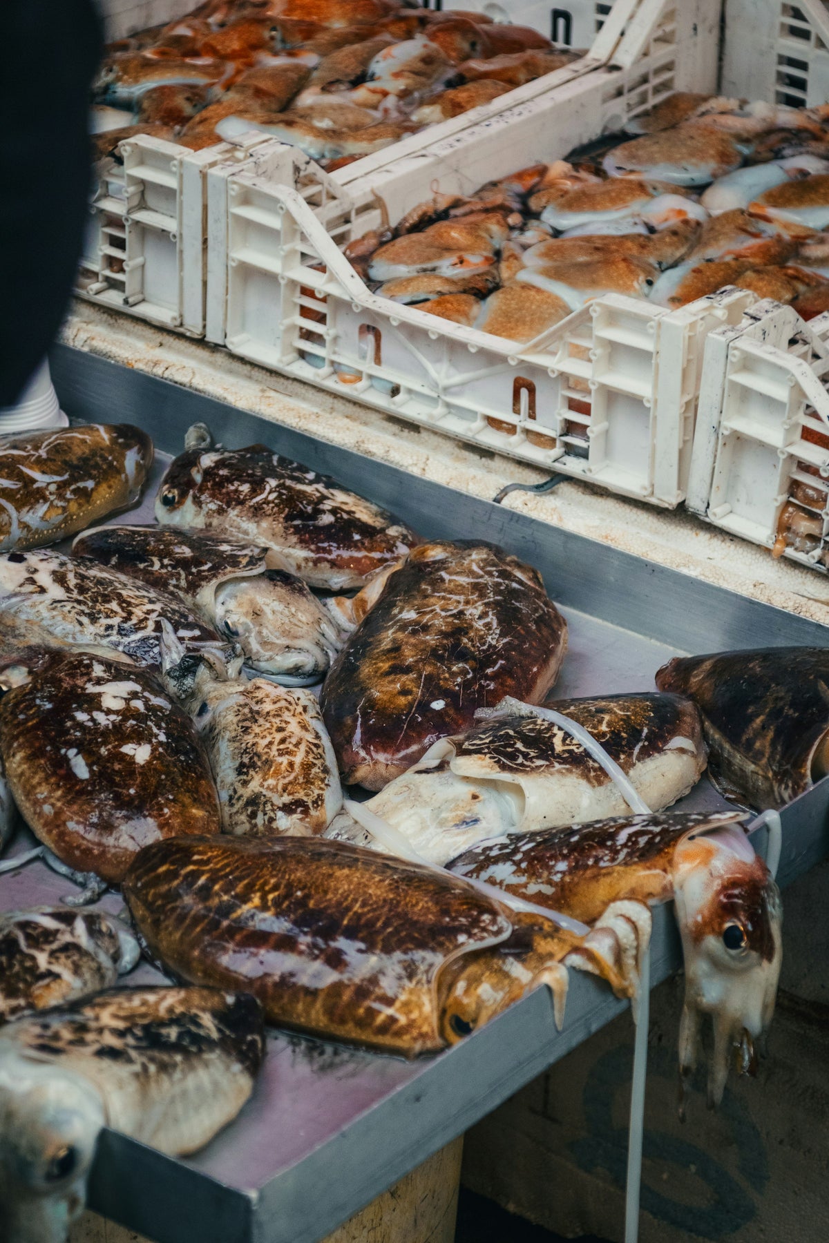 Just-landed cuttlefish on a market stall