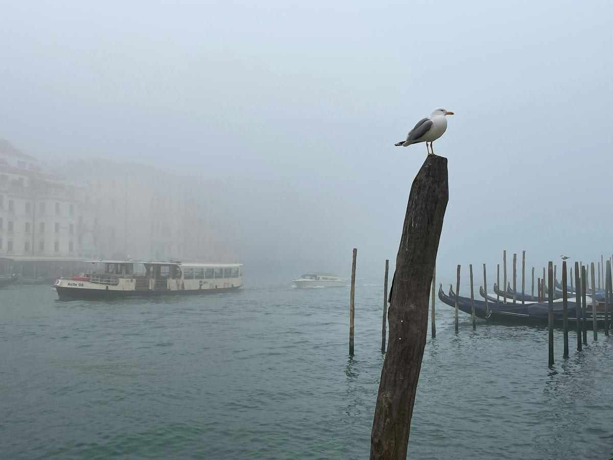 A gull on a mooring post as a waterbus passes in thick fog