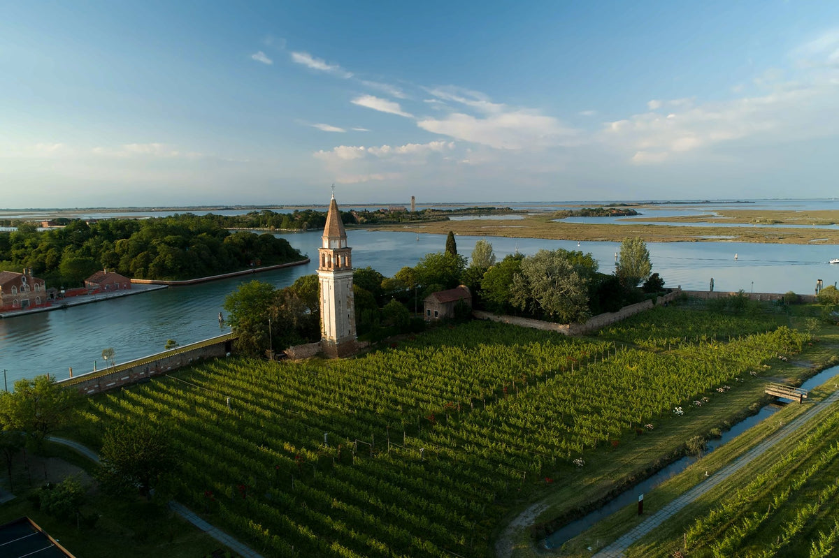 Aerial view of the Venissa vineyard and bell tower on Mazzorbo